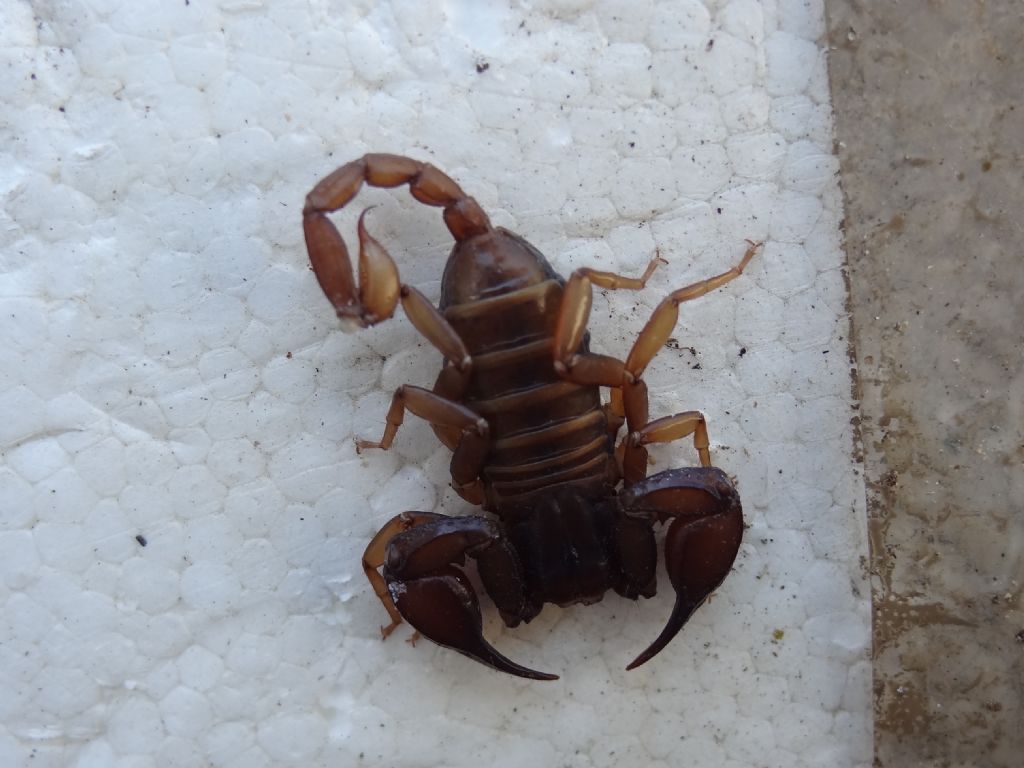 Euscorpius aquilejensis  in Abruzzo